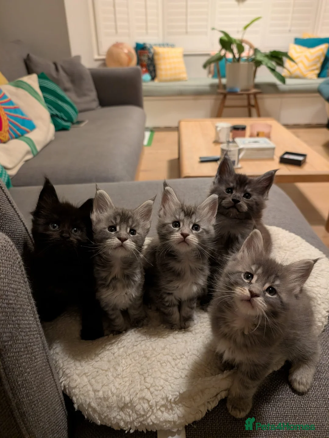 Maine Coon cats for sale: PURE BREED MAINE COON KITTENS READY EARLY MARCH - Advert 1