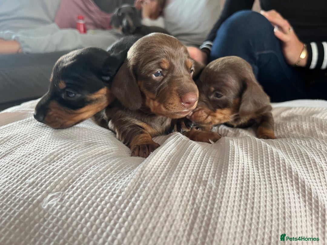 Miniature Dachshund dogs for sale: TWO LEFT KC REG Miniature Dachshunds! PEDIGREE - Advert 4