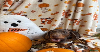 Miniature Dachshund dogs - Advert 15