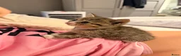 British Shorthair cats for sale: Beautiful British shorthair kittens  - Advert 3