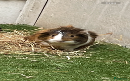 Guinea Pig rodents for sale: Male guinea pig  - Image 4