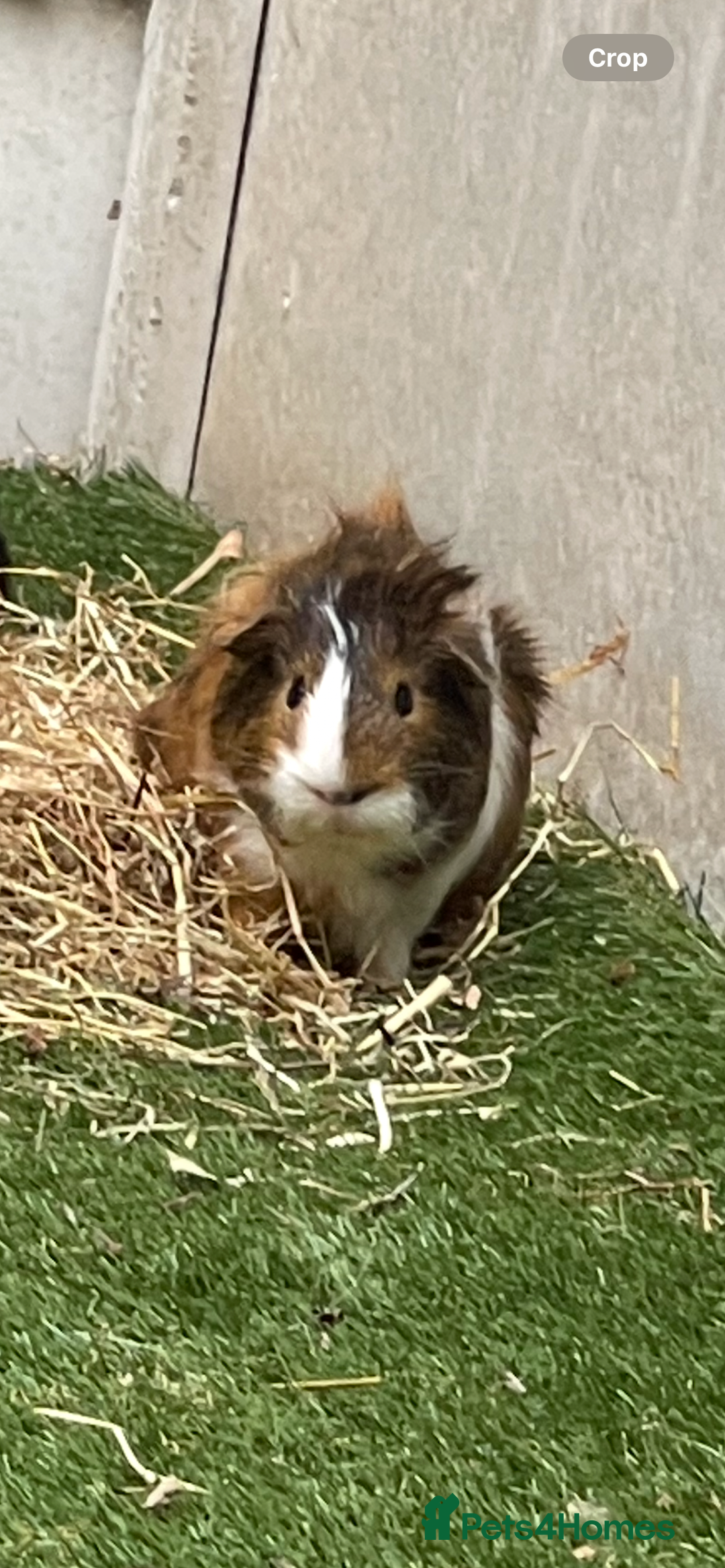 Guinea Pig rodents for sale: Male guinea pig  - Image 4