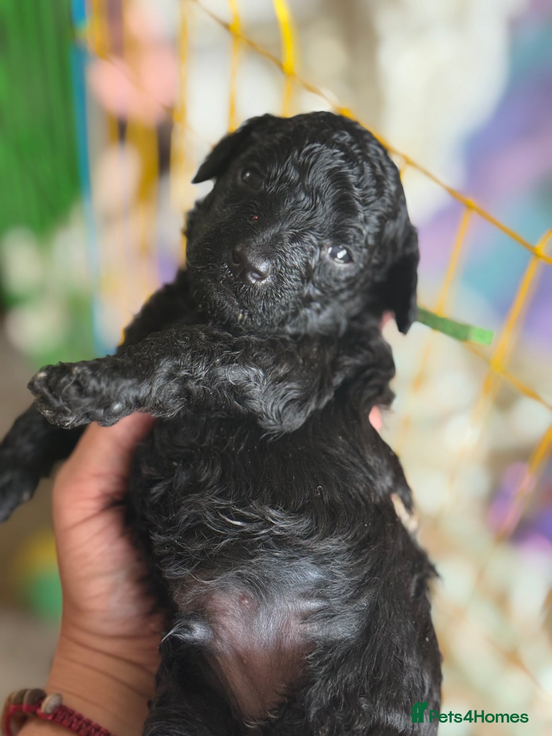 Maltipoo dogs for sale: Gorgeous 4-week-old Maltipoo puppies  - Image 11