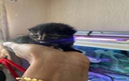 Norwegian Forest Cat cats for sale: Kittens for sale  - Image 17