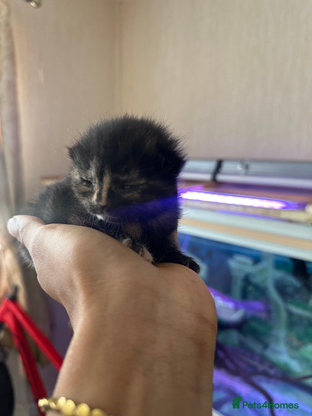 Norwegian Forest Cat cats for sale: Kittens for sale  - Image 17