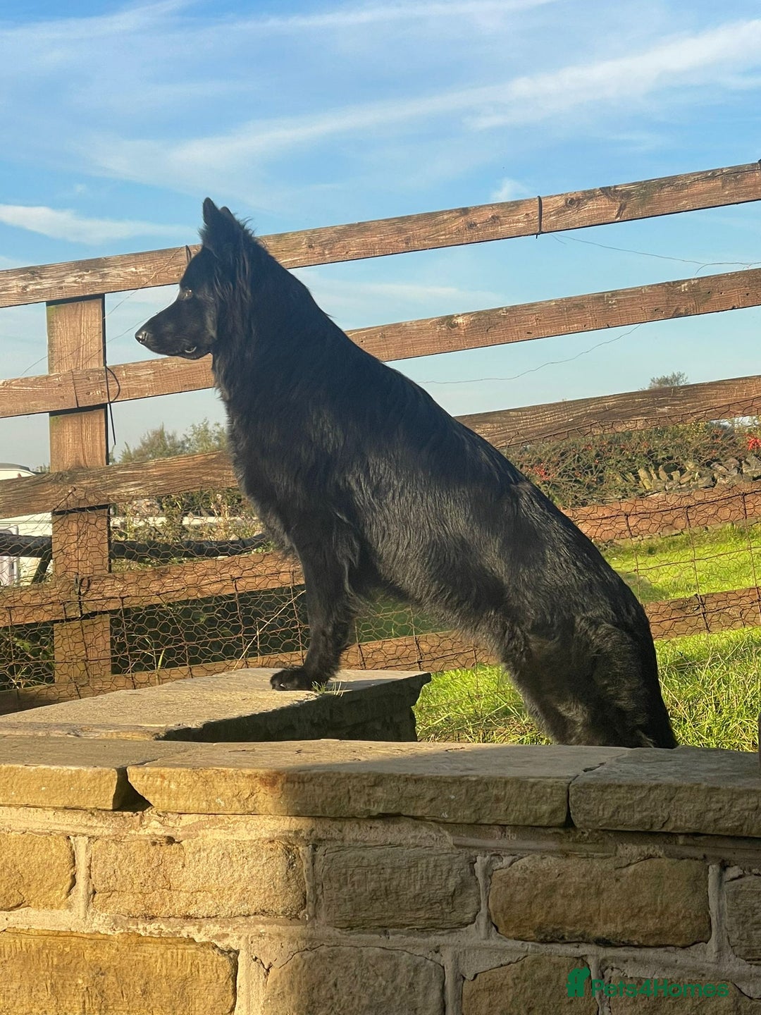 German Shepherd dogs for sale: KC HEALTH TEST LONG HAIRED GERMAN SHEPHERD PUPPIES - Advert 11