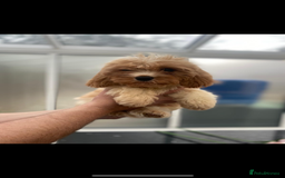 Cavachon dogs for sale: Adorable Cavachon Puppies  - Image 3