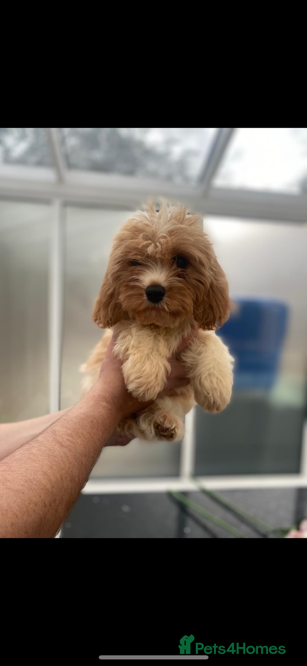 Cavachon dogs for sale: Adorable Cavachon Puppies  - Image 3
