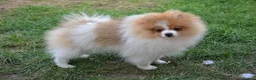 Pomeranian dogs for sale: PACO - Beautiful Pomeranian Boy - Advert 26