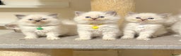 Ragdoll cats for sale: Fluffy, Cuddly, Playful, Affectionate Kittens - Advert 2