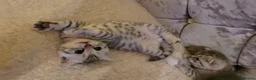 British Shorthair cats for sale:  Blue Snow Leopards looking for forever family in Croydon - Advert 18