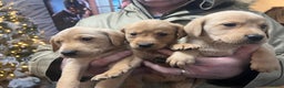 Labrador Retriever dogs for sale: Beautiful kc Labrador puppies - Advert 1