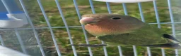 Lovebirds birds for sale: Baby love bird with cage [peaches] in Tonbridge - Advert 2