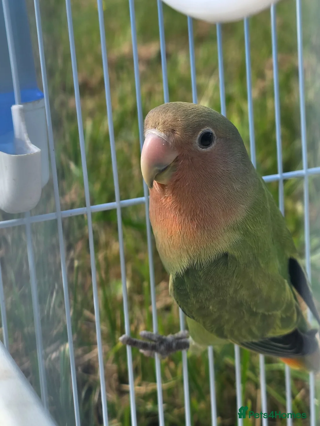 Lovebirds birds for sale: Baby love bird with cage [peaches] in Tonbridge - Advert 2