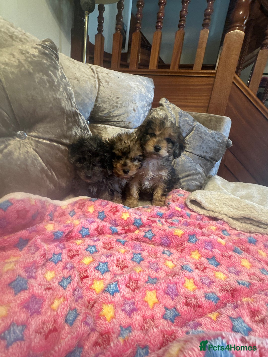 Cockapoo dogs for sale: Cockapoo puppies ready now  - Advert 4