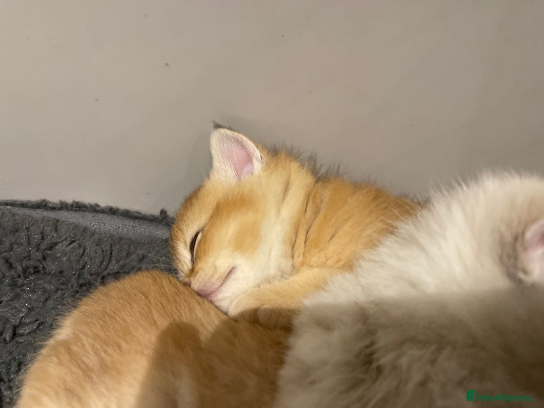 British Shorthair cats for sale: British shorthairs  - Advert 9