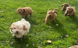 Cockapoo dogs for sale: Red Cockapoo puppies for sale - Image 20