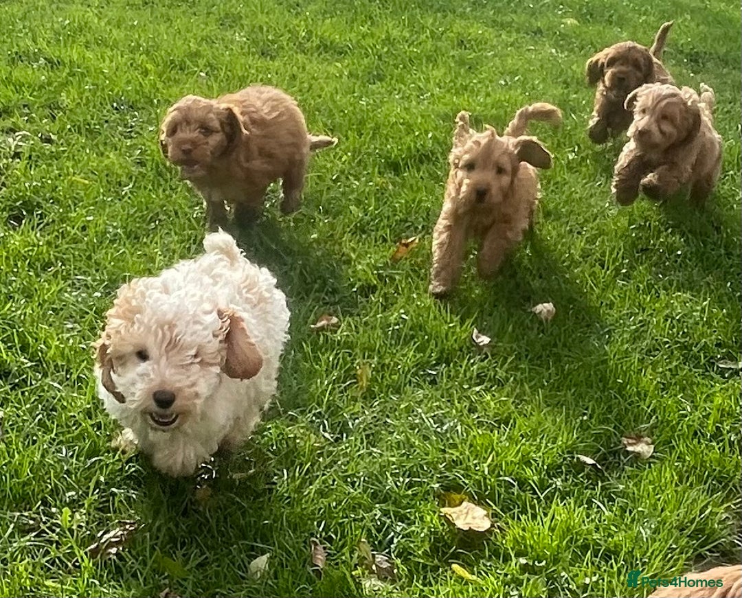 Cockapoo dogs for sale: Red Cockapoo puppies for sale - Image 20