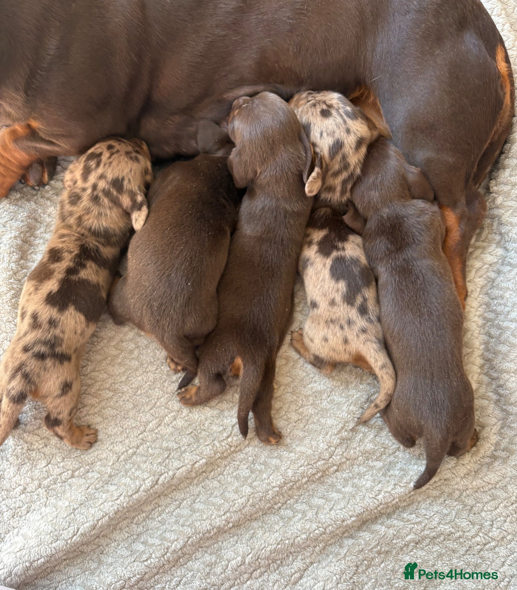 Miniature Dachshund dogs Kc registered PRA clear miniature dachshund - Advert 1