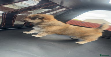 Mixed Breed dogs - Advert 4