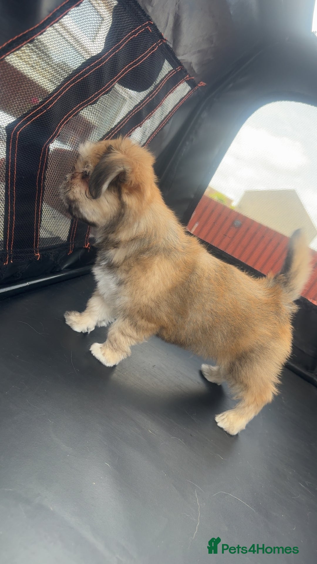Mixed Breed dogs for sale: Tini Malchi puppies  - Image 3