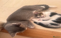 Mixed Breed cats for sale: Kitten for sale - Image 4
