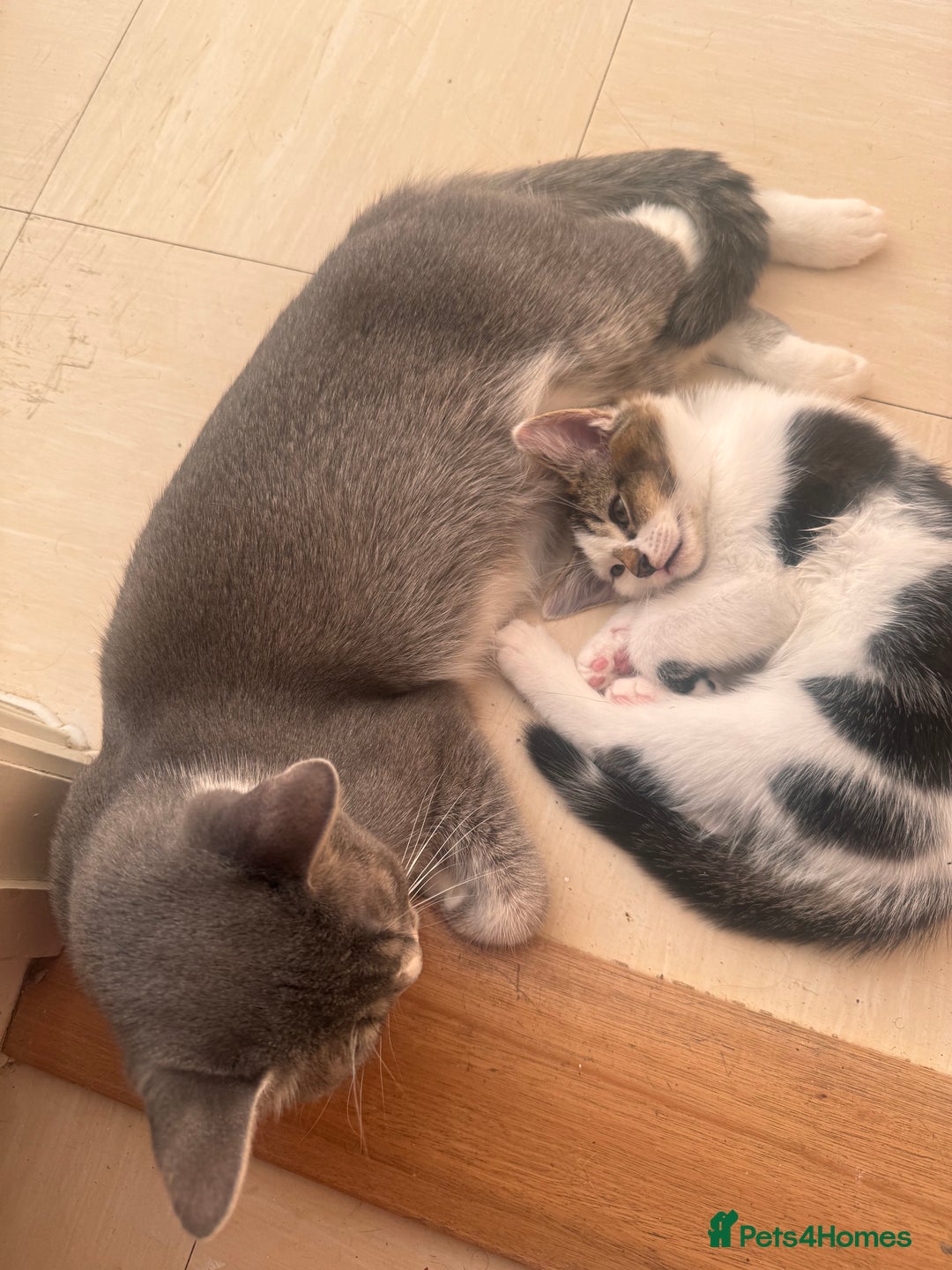 Mixed Breed cats for sale: Kitten for sale - Image 4