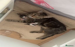 Domestic Shorthair cats for sale: For sale  - Image 2