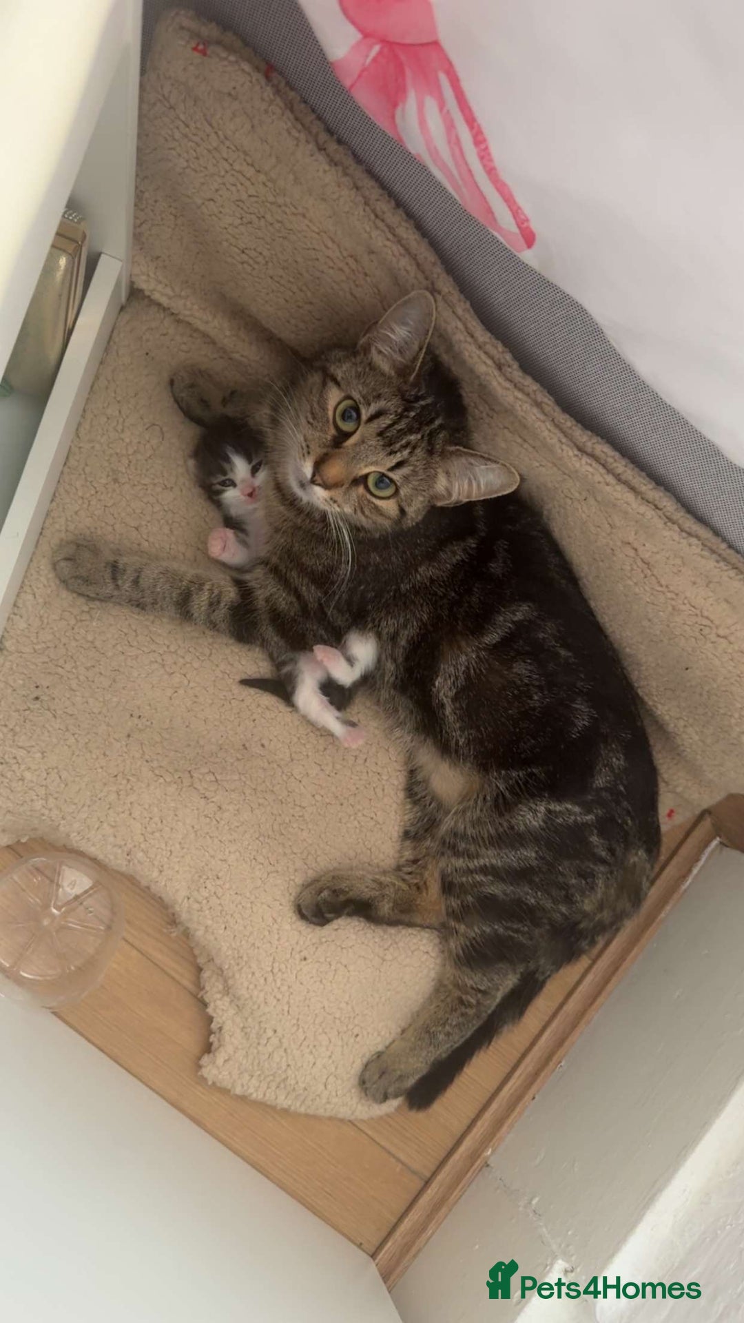 Domestic Shorthair cats for sale: For sale  - Image 2