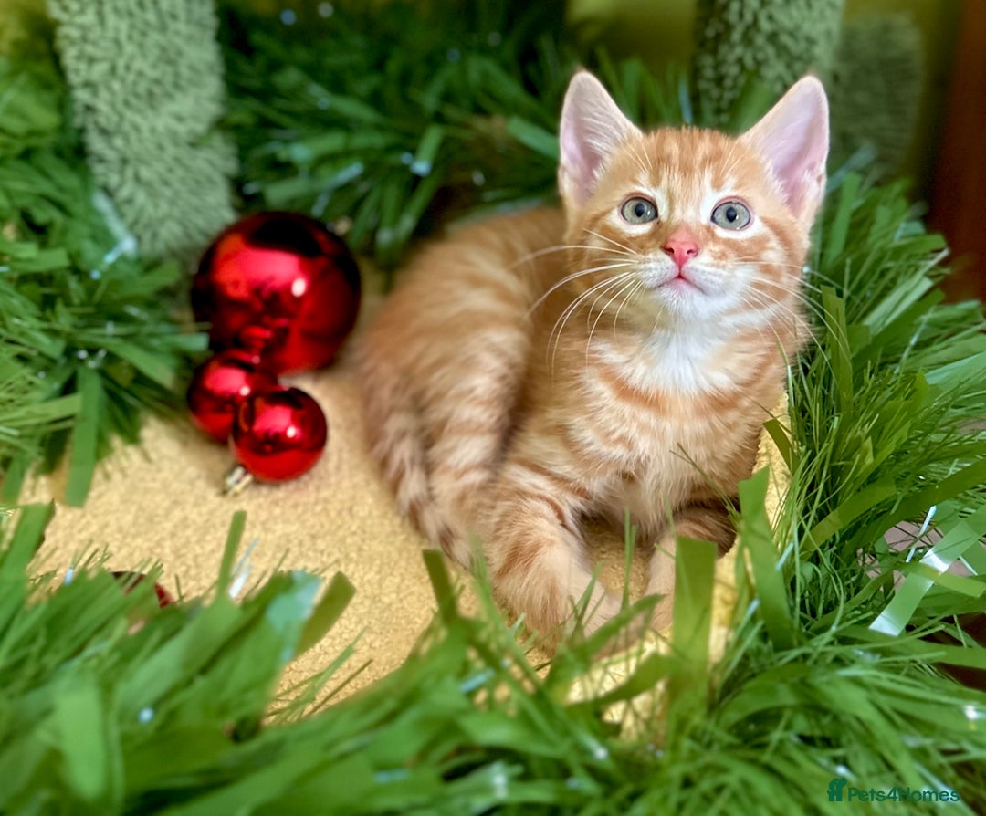 Mixed Breed cats for sale: Kittens from half Siamese mum - Advert 10