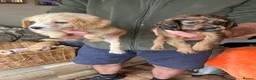 Cocker Spaniel dogs for sale: Cocker spaniel puppies 4 boys & 4 girls  in Bedlington - Advert 22