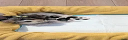 Biewer Terrier dogs for sale: Pure Biewer Terrier - Advert 8