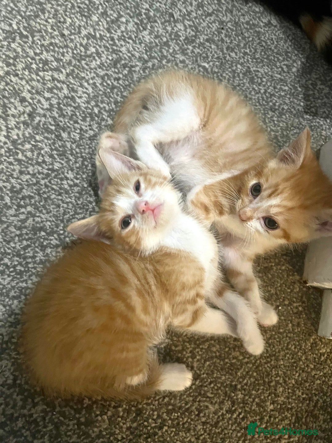 Mixed Breed cats for sale: 2 beautiful ginger male cats - Image 11