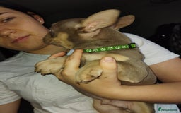 French Bulldog dogs for sale: Beautiful chunky Frenchies - Image 22