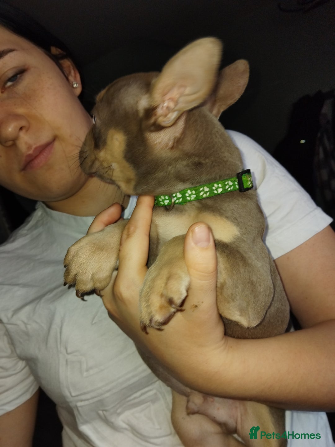 French Bulldog dogs for sale: Beautiful chunky Frenchies - Image 22