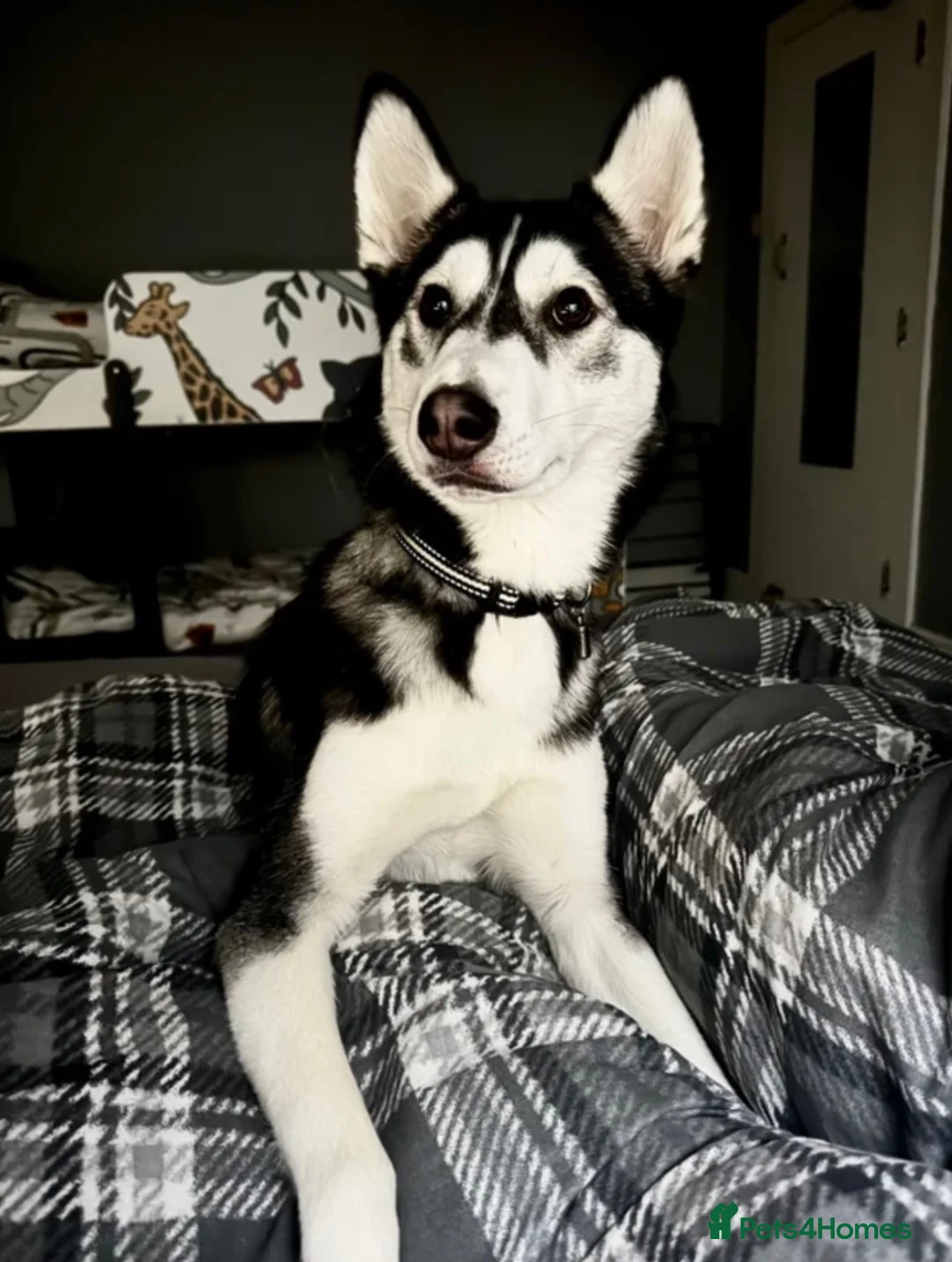 Siberian Husky dogs for sale: Siberian husky - Advert 1