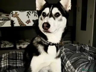 Siberian Husky dogs Siberian husky - Advert 2