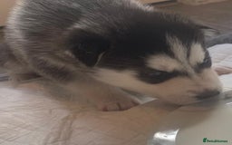 Siberian Husky dogs for sale: Gorgeous Husky puppies - Image 12