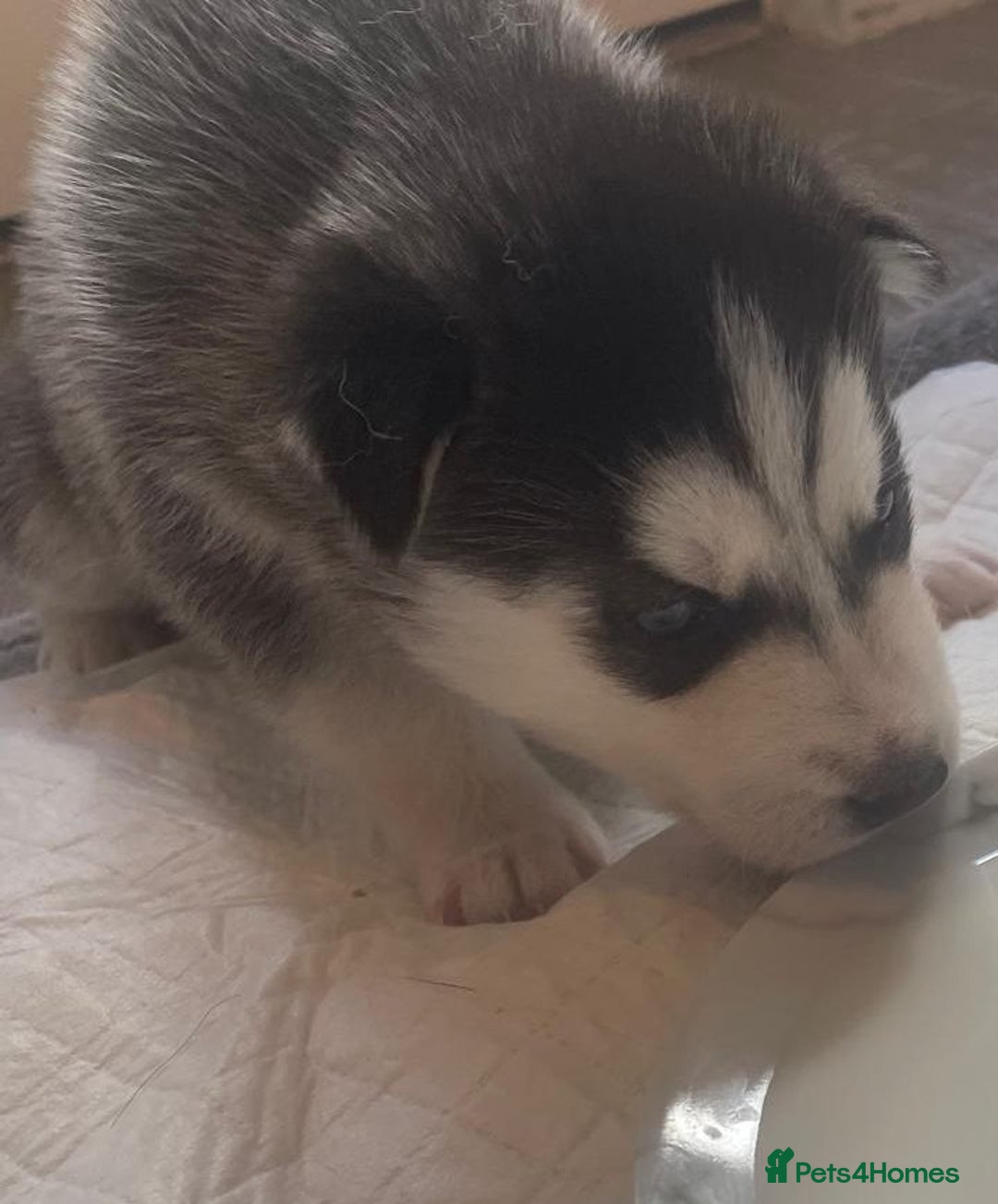 Siberian Husky dogs for sale: Gorgeous Husky puppies - Image 12