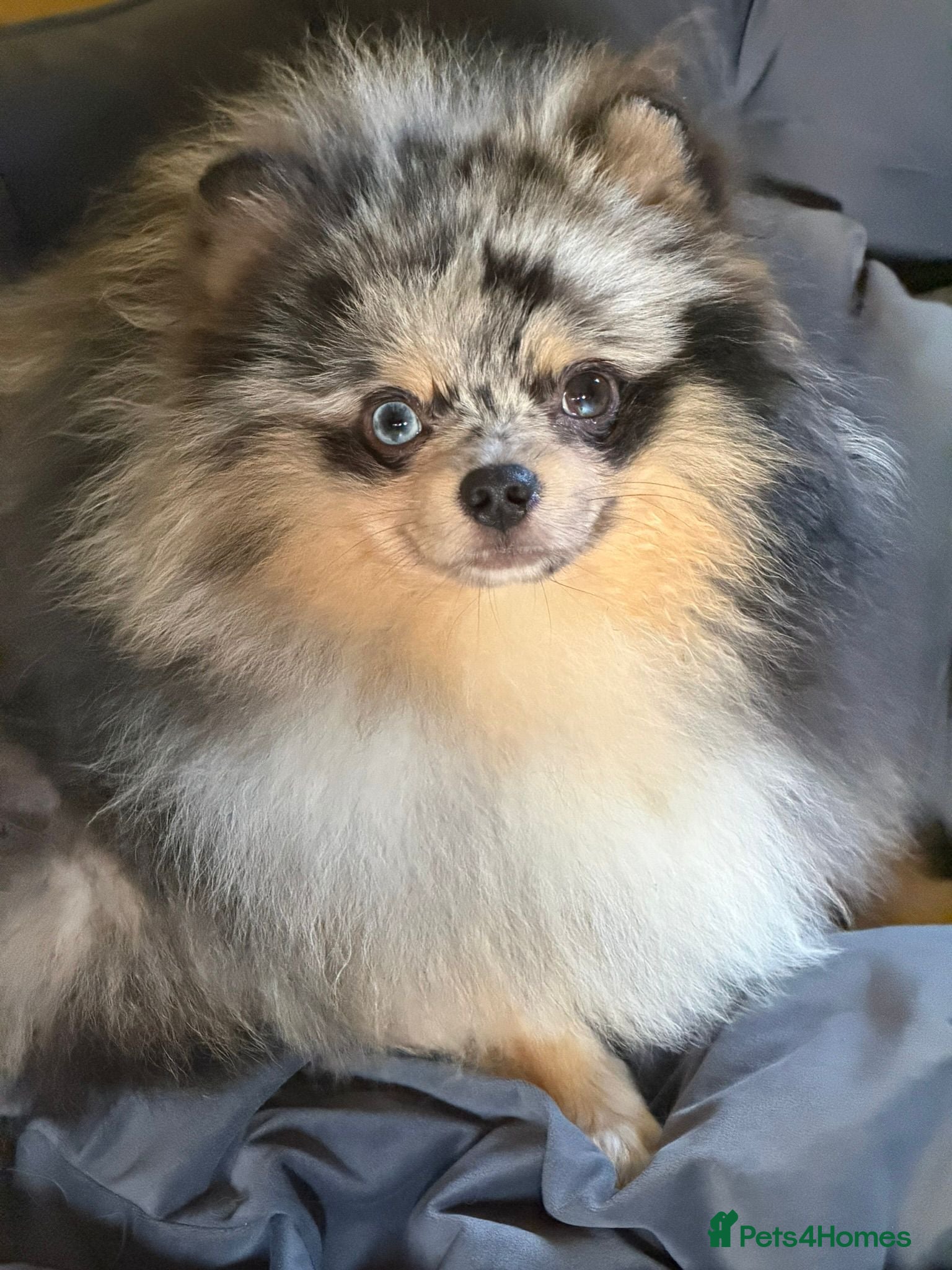 Pomeranian dogs Merle adult boys blue eyes 💎 - Advert 7