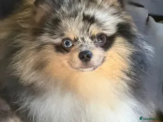 Pomeranian dogs Merle adult boys blue eyes 💎 - Advert 7