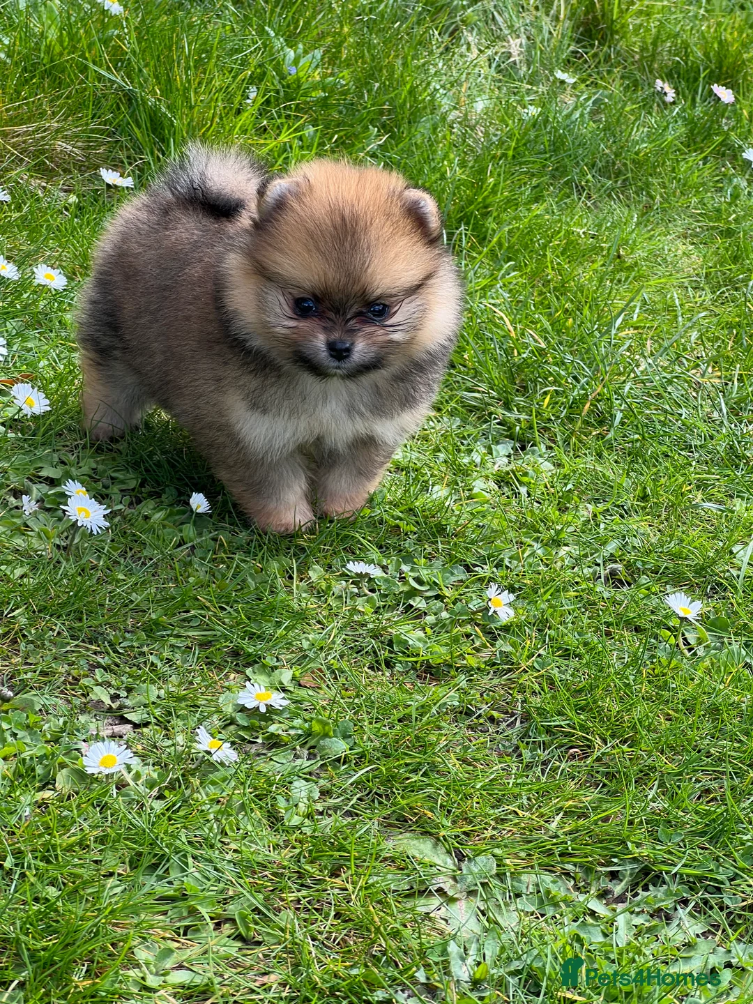 Pomeranian dogs for stud: 4 time Champion KC proven, 1,9kg 🏆 in Amersham - Advert 13