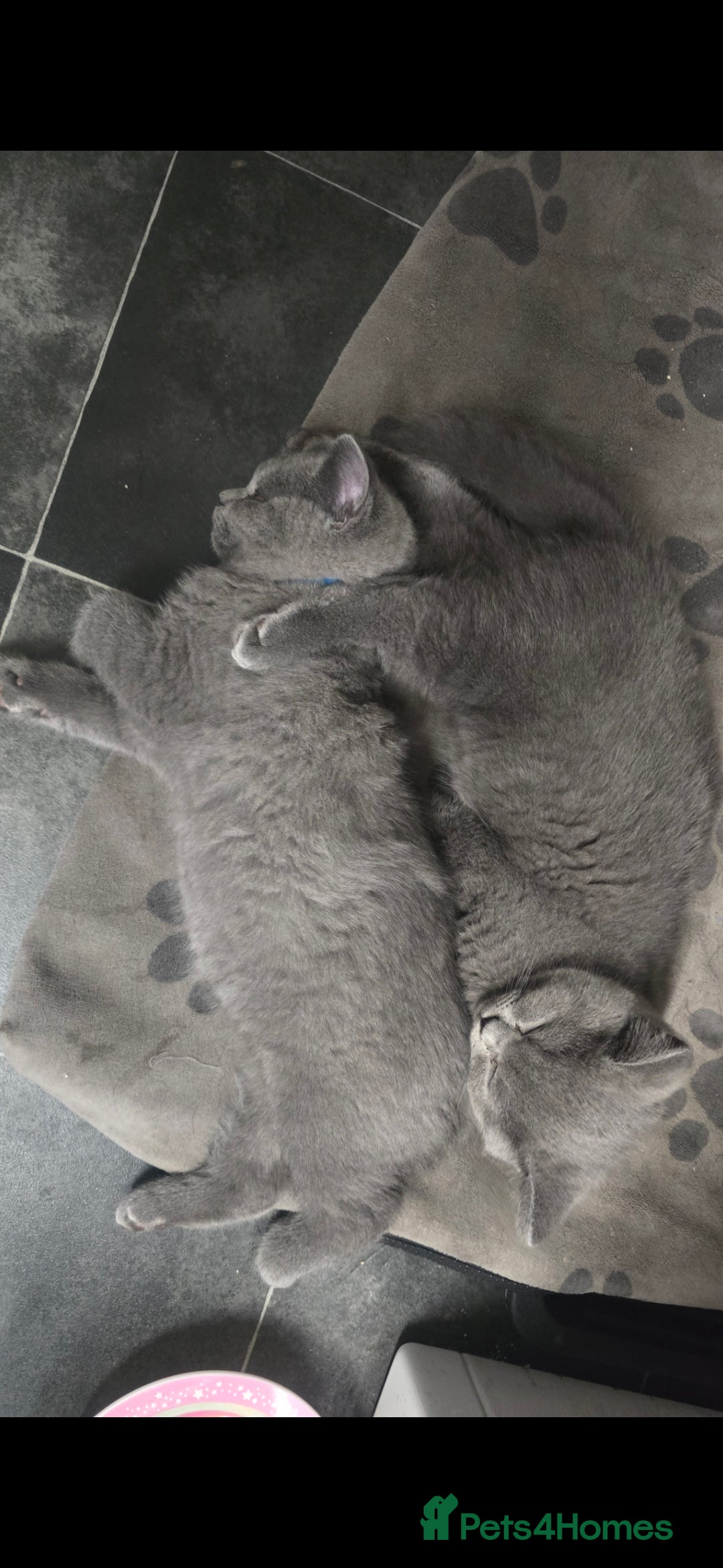 British Shorthair cats for sale: British Short-hair Kittens x3  - Image 6
