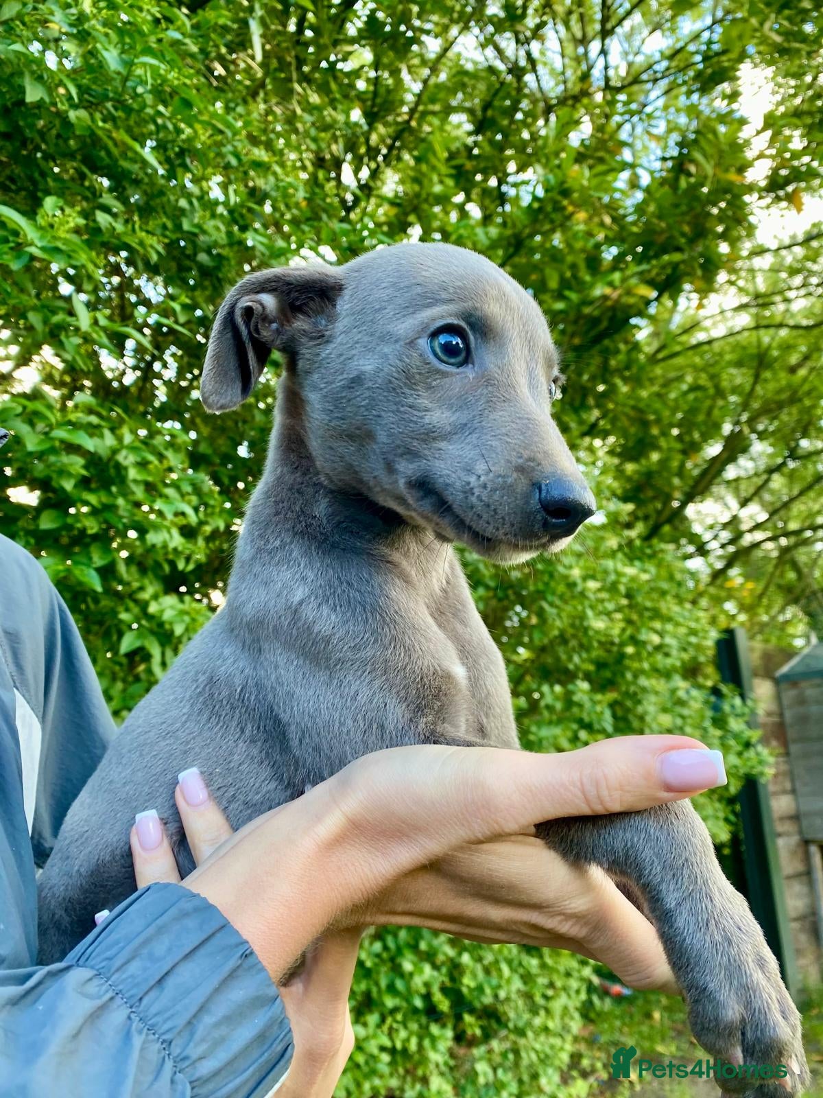 Whippet dogs KC registered Whippets health tested parents - Advert 2