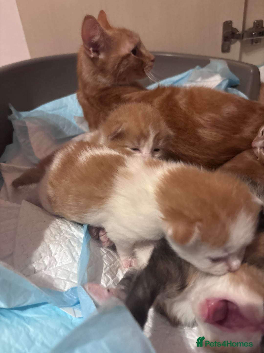 Domestic Shorthair cats for sale: 5 Gorgeous Kittens -  ready on the 7th January  - Advert 4