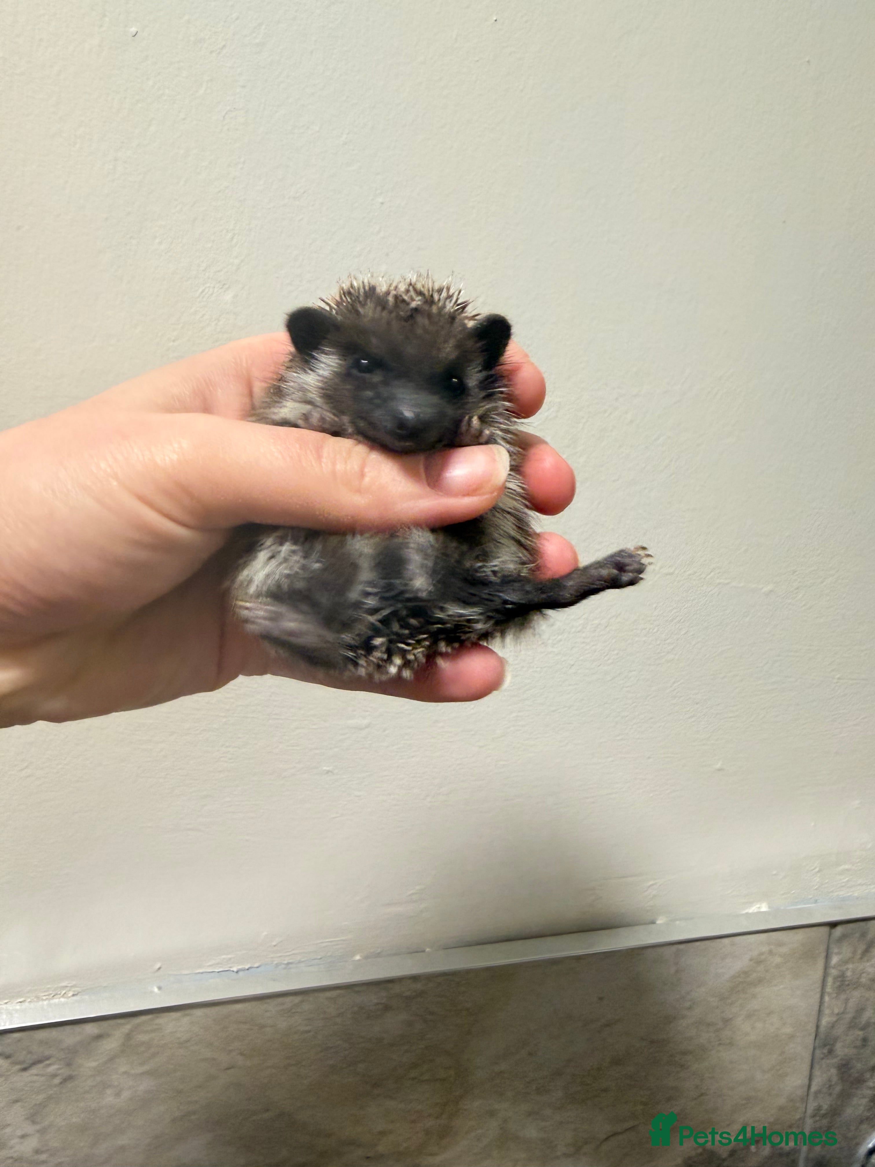 Pygmy Hedgehog rodents Male Hoglet ready soon - Advert 2