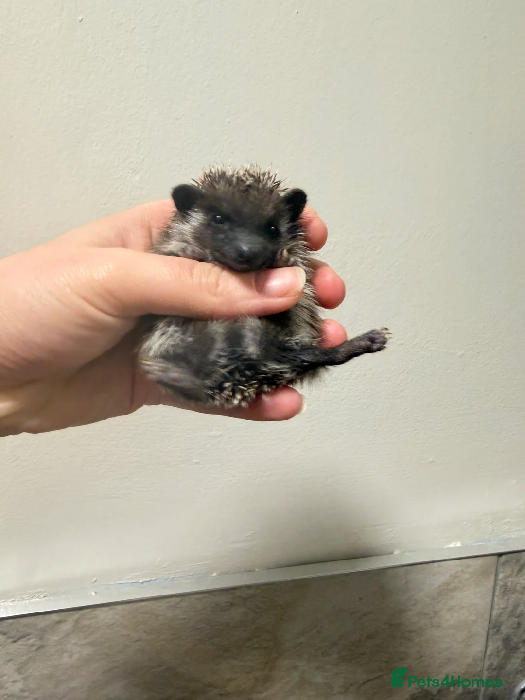 Pygmy Hedgehog rodents for sale: Male Hoglet ready soon - Advert 1