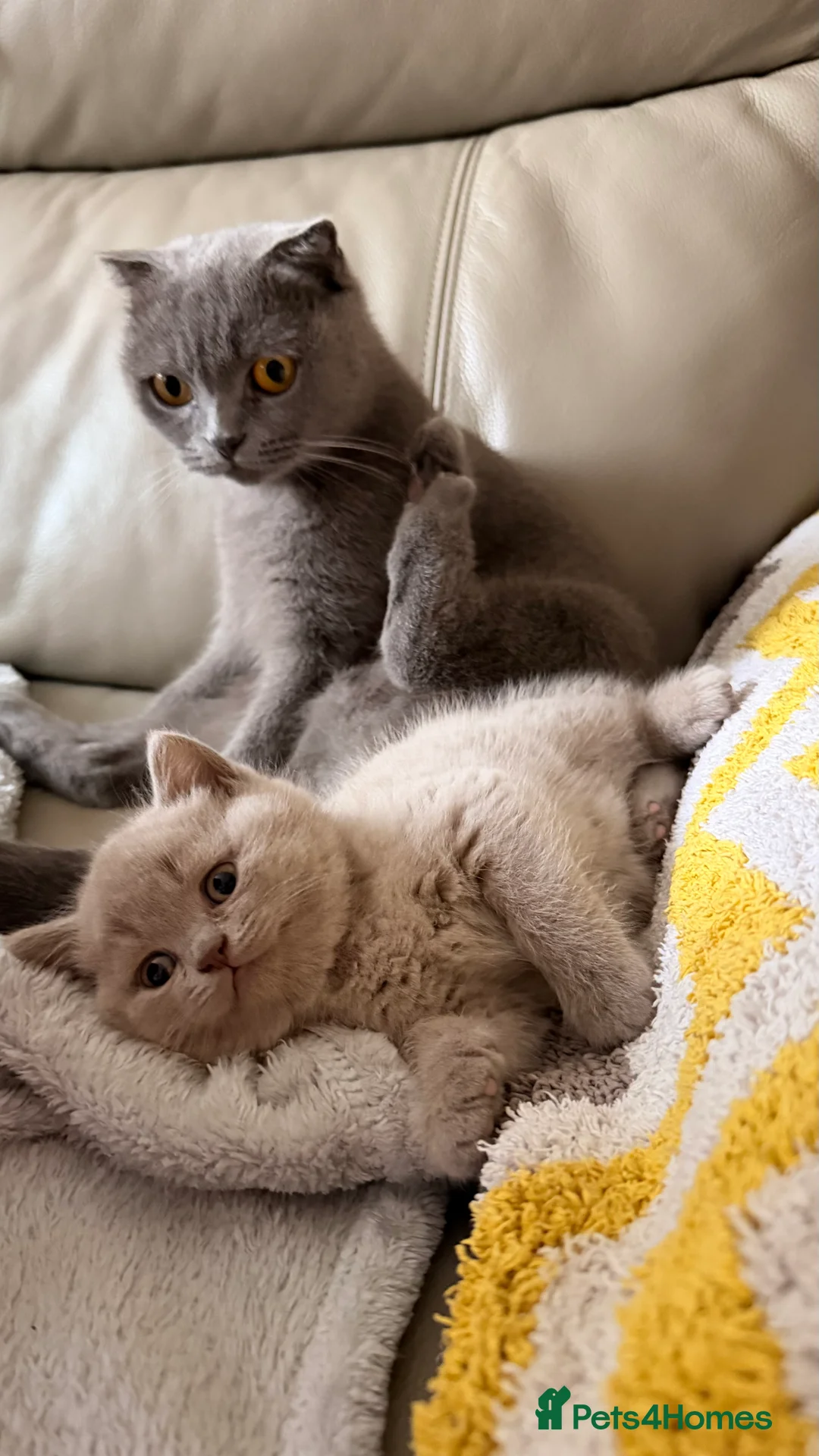 British Shorthair cats for sale: British Short hair and Scotish Fold - Advert 24