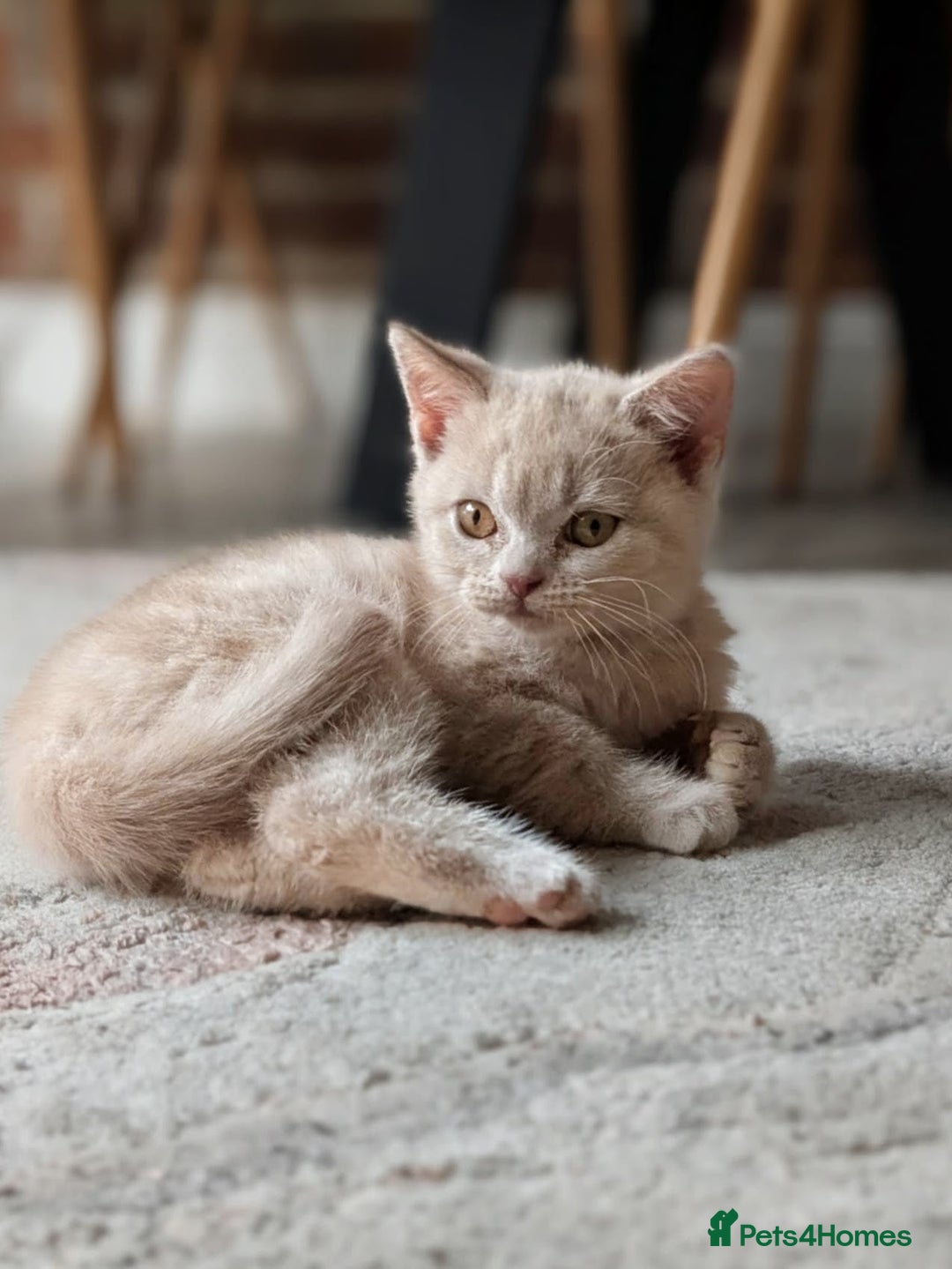 British Shorthair cats for sale: British shorthair  - Advert 2