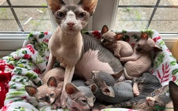Sphynx cats for sale: Beautiful lot of Sphynx kittens from family pets - Image 4